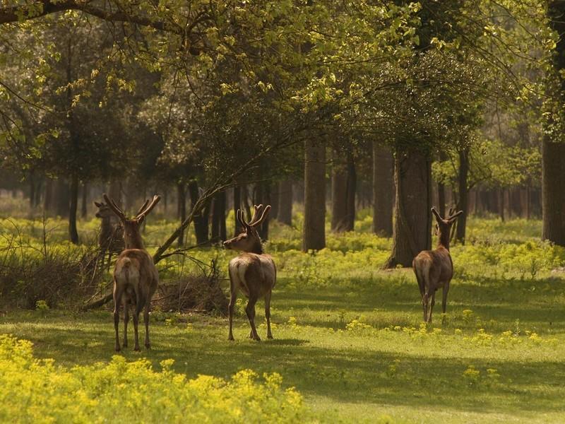 Il Dosso Agriturismo Кодигоро Экстерьер фото